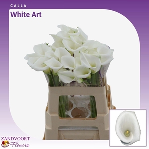 Calla White Art
