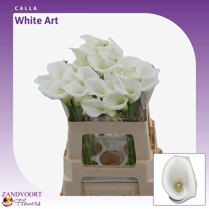 <h4>Calla White Art</h4>