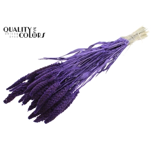 Gierst per bunch Intense Purple