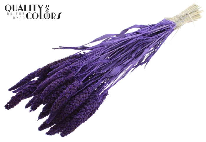 <h4>Gierst per bunch Intense Purple</h4>