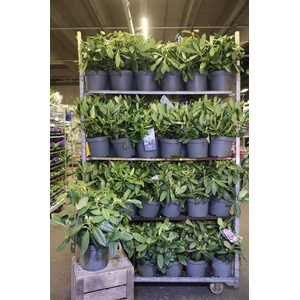 arr8 Rhod Gem Mixkar 5+ Kleuren