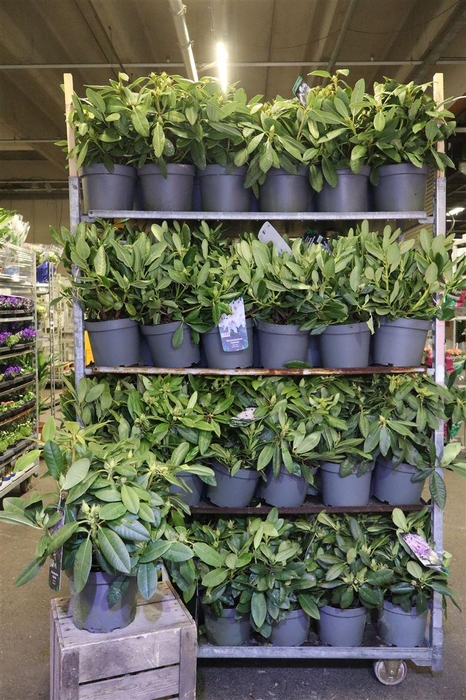 <h4>Rhod Gem Mixkar 5+ Kleuren</h4>