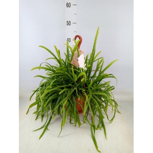 Lepismium bolivianum