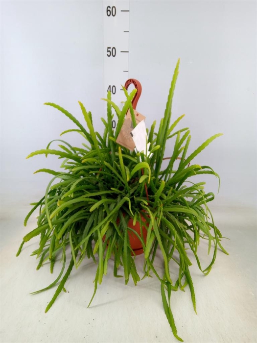 <h4>Lepismium bolivianum</h4>