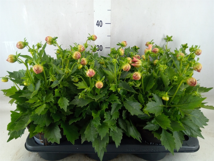 <h4>Dahlia  'Summerbees Salmon bico'</h4>