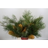 Banksia Collina