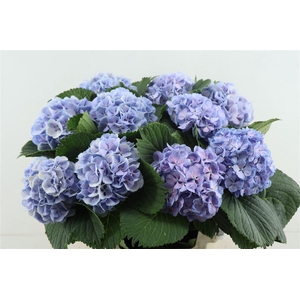 Hydr M Lollypop Blue 60-14