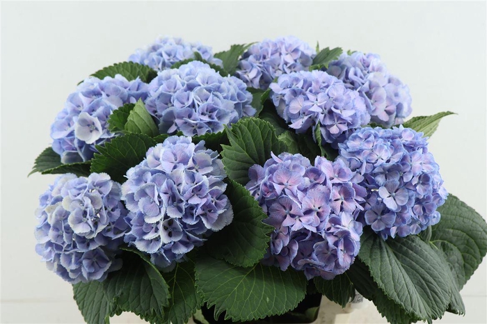 <h4>Hydr M Lollypop Blue 60-14</h4>