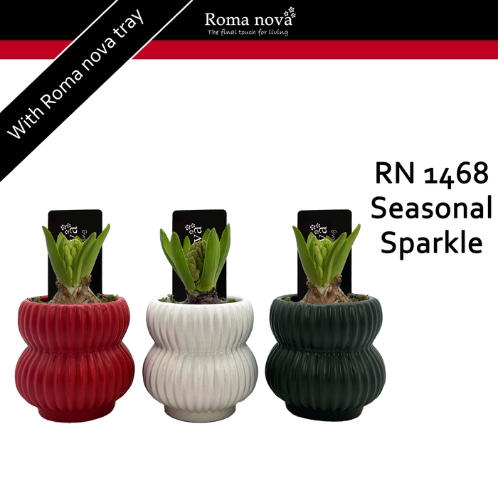 <h4>1468 - Seasonal Sparkle (Hyacint 6cm)</h4>