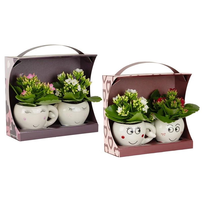 <h4>KALANCHOE BLOSSFELDIANA</h4>