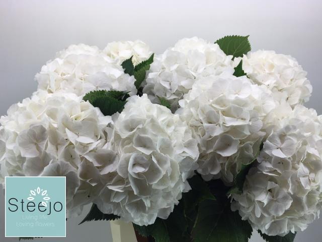 <h4>HYDR M CH WHI VERENA WHITE</h4>
