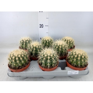 Echinocactus grusonii