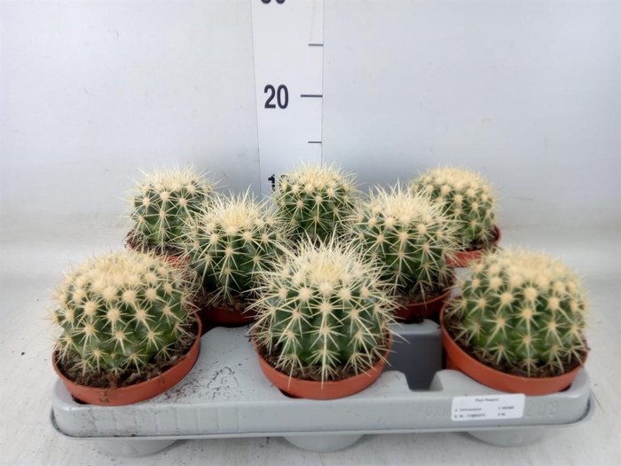 <h4>Echinocactus grusonii</h4>