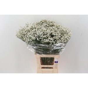 Limonium Sen Piña Colada