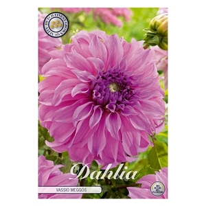 Dahlia Vassio Meggos x1