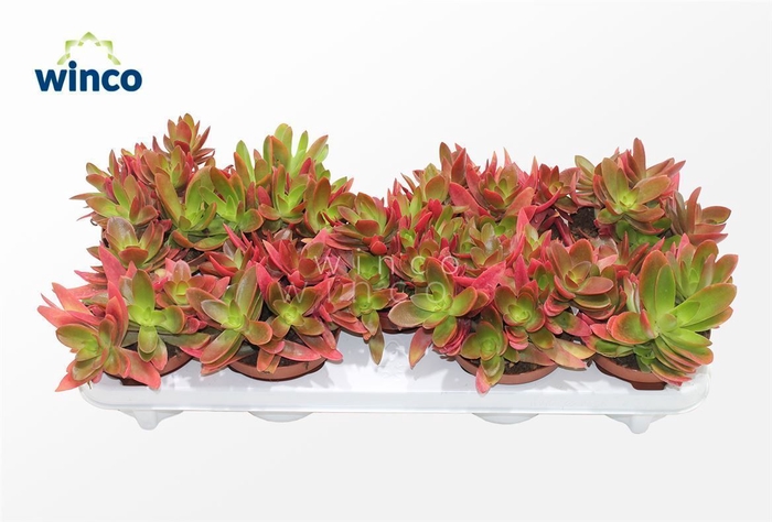 <h4>Crassula Capitella Campfire (red)</h4>