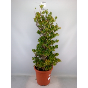 Crassula ovata