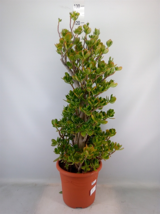 <h4>Crassula ovata</h4>
