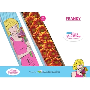 GE MI FRANKY Doos Klein