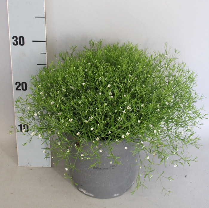 <h4>vaste planten 19 cm  Gypsophyla filou white</h4>