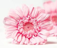 GESTABILISEERDE GERBERA L ROZE 9PCS