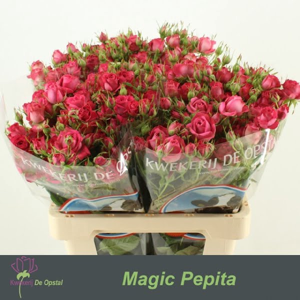 <h4>R Tr Magic Pepita Extra</h4>