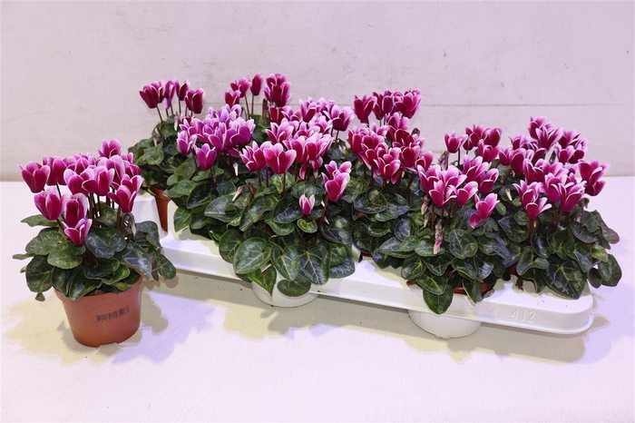 <h4>Cycl Kl Snowridge</h4>