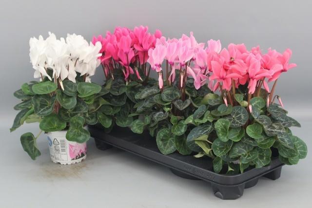 <h4>CYCL GR SUP XL</h4>