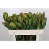 Leucadendron Laurel Yellow Spray