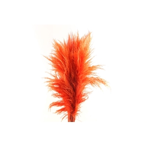 Cortaderia Orange