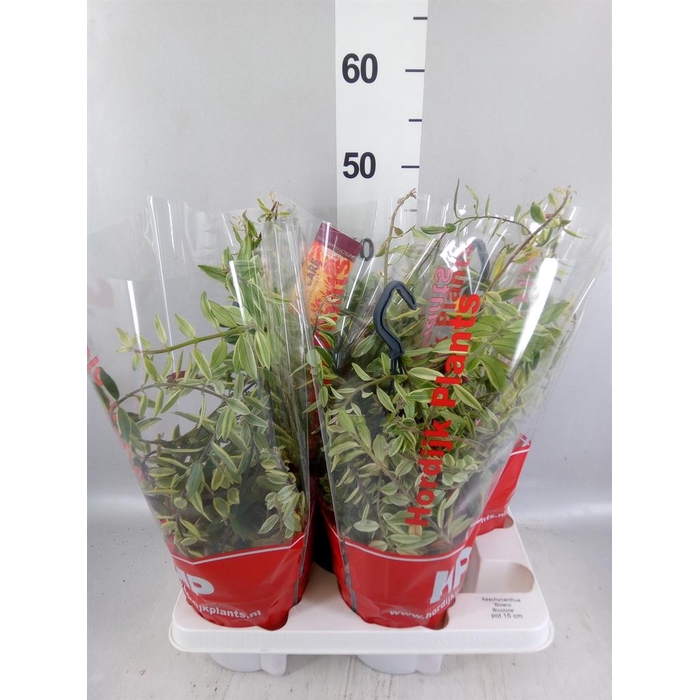 <h4>Aeschynanthus  'Bolero Bicolore'</h4>