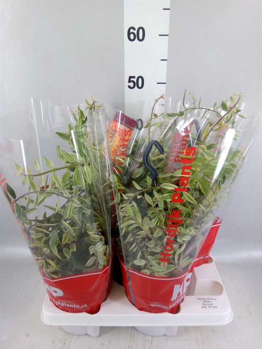 <h4>Aeschynanthus  'Bolero Bicolore'</h4>