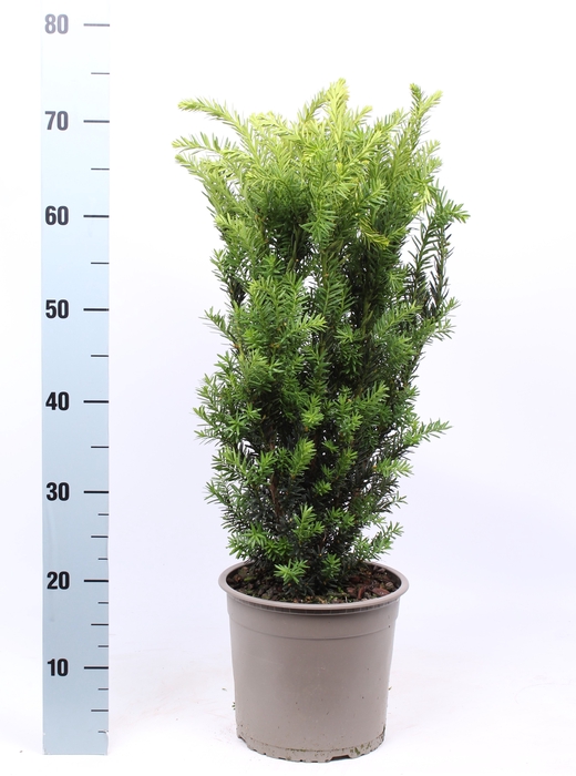 <h4>Taxus Media Hillii</h4>