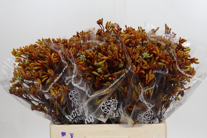 <h4>Anigozanthos Gold Fever</h4>