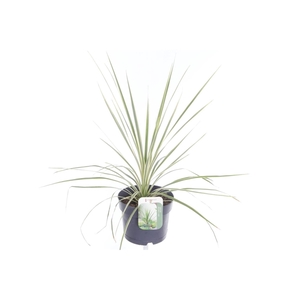 Cordyline australis Lime Passion