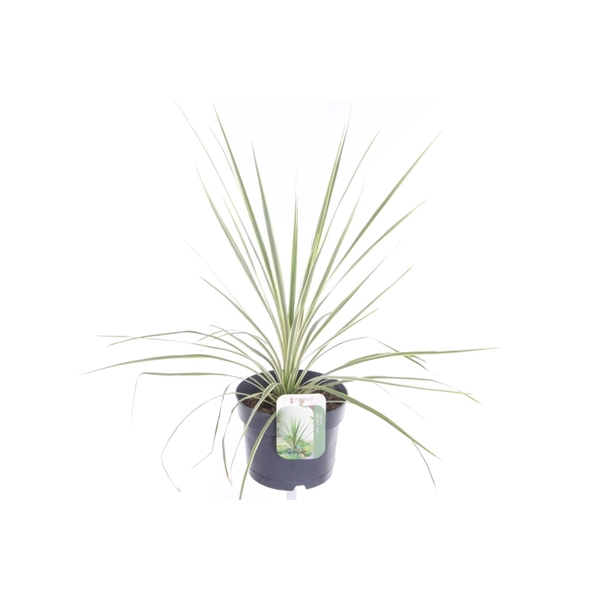 <h4>Cordyline australis Lime Passion</h4>