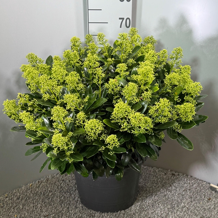 <h4>Skimmia japonica 'Finchy' P35</h4>