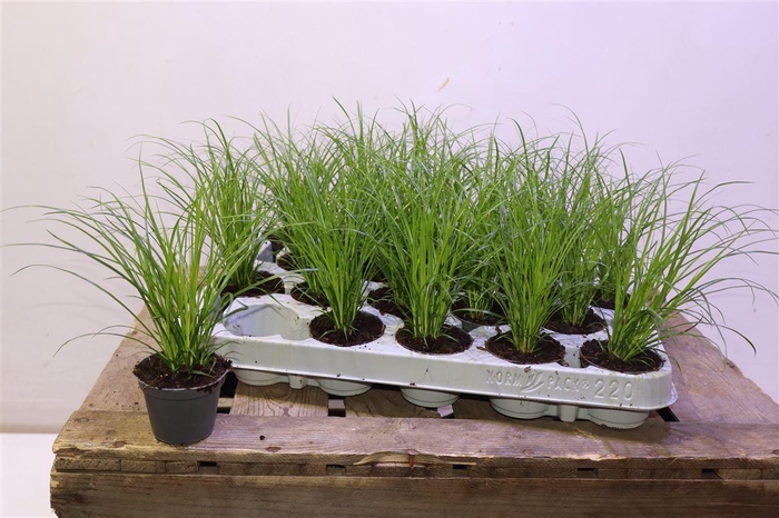 <h4>Carex Brunnea</h4>