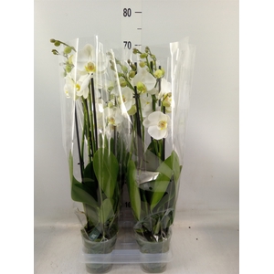 Phalaenopsis  'Ant Nottingham'