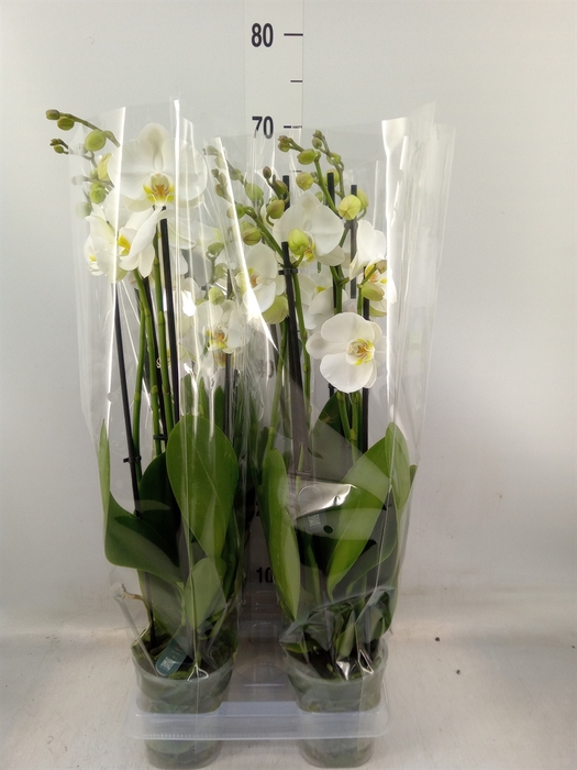 <h4>Phalaenopsis  'Ant Nottingham'</h4>
