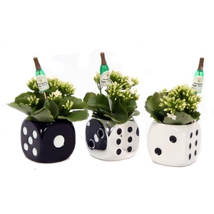 Kalanchoe dobbelsteen 6 cm met champagne fles