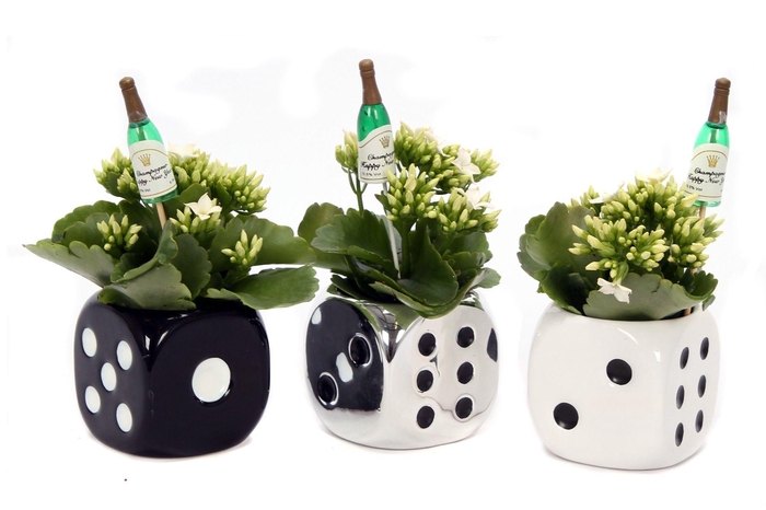 <h4>Kalanchoe dobbelsteen 6 cm met champagne fles</h4>