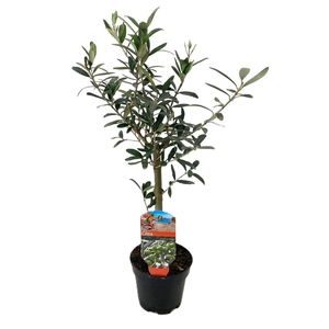 Olea europaea