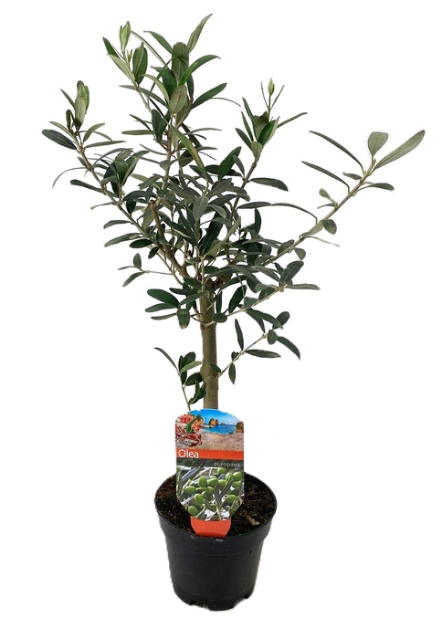 <h4>Olea europaea</h4>