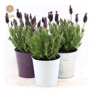 Lavandula st. 'Anouk'® Collection P10,5 in Zinc Mix