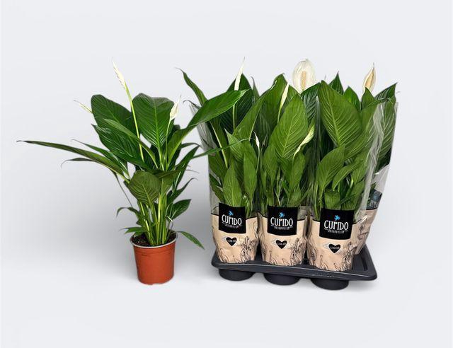 <h4>Spath Bingo Cupido</h4>