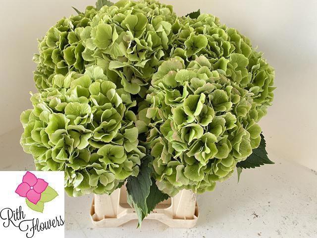 <h4>HYDR M CH VERENA CL</h4>