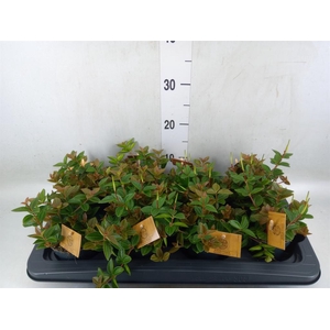 Peperomia angulata