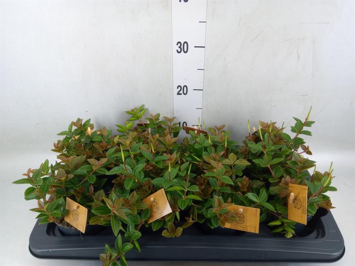 <h4>Peperomia angulata</h4>