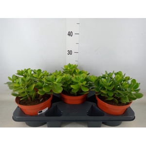 Crassula ovata